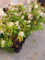 Pluimhortensia, Tuin en Terras, Ophalen