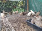 Trio Japanse kwartels 1 maand oud 10 euro voor een trio, Meerdere dieren, Kip