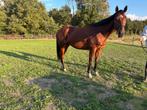 6 jarige merrie te koop, Dieren en Toebehoren, Paarden, Merrie, Gechipt, 3 tot 6 jaar, 160 tot 165 cm
