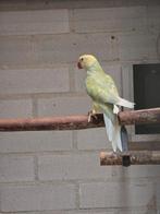 Perruche à collier 1-0, Animaux & Accessoires, Oiseaux | Perruches & Perroquets