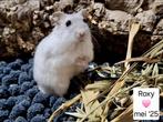 Hamsters uit Asiel, Dieren en Toebehoren, Knaagdieren, Mei, Vrouwelijk, Tam