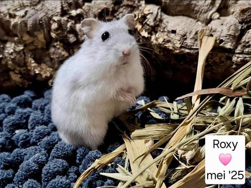 Hamsters uit Asiel, Dieren en Toebehoren, Knaagdieren, Vrouwelijk, Mei, Tam