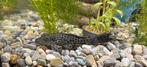Sailfin Pleco +/- 15cm, Dieren en Toebehoren, Vissen | Aquariumvissen, Overige typen, Zoetwatervis