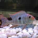 Geophagus tapajos 12cm, Animaux & Accessoires, Poisson