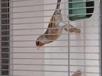 Kanari x distelvink, Dieren en Toebehoren, Vogels | Kanaries