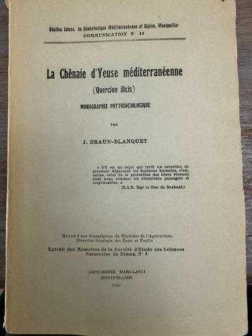 De mediterrane Chênaie d'Yeuse (Quercion ilicis), ZELDZAAM beschikbaar voor biedingen