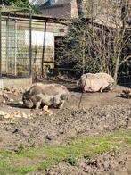 Gothinger varkens, Dieren en Toebehoren, Schapen, Geiten en Varkens