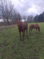 5jarige merrie, Dieren en Toebehoren, Paarden