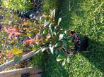 Photinia Red Robin, Tuin en Terras, Planten | Struiken en Hagen, Ophalen