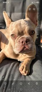 Dekreu isabel, België, Particulier, Reu, Parvo