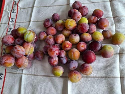Biologische pruimen, Tuin en Terras, Planten | Fruitbomen, Pruimenboom, Ophalen of Verzenden