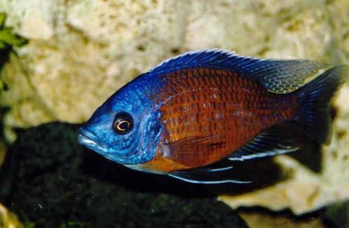 Copadochromis Borleyi Kadango, Dieren en Toebehoren, Vissen | Aquariumvissen, Zoetwatervis, Vis, Schoolvis