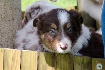 Bruine border collie pups geboren op boerderij