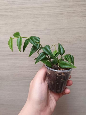 Hoya bella beschikbaar voor biedingen
