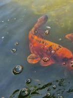 Japanse koi Mizuho Ogon, Ophalen