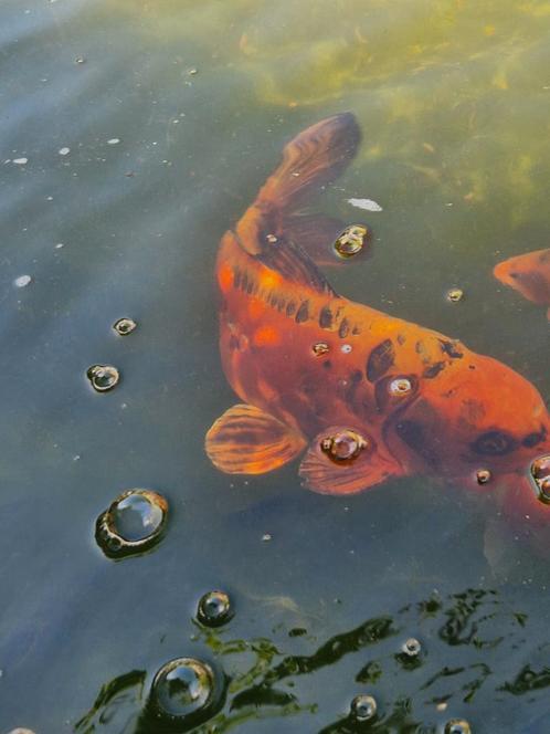 Japanse koi Mizuho Ogon, Tuin en Terras, Vijvers, Ophalen