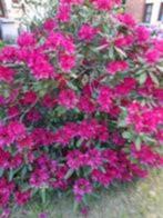 Tuinplanten, prachtige rododendron..., Ophalen