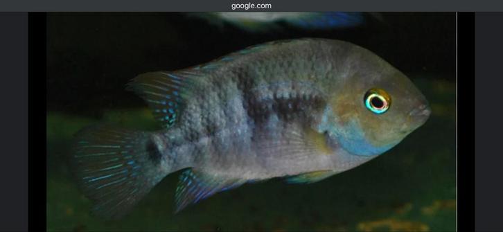 Amatitlania sajica , t-bar ciclide, Dieren en Toebehoren, Vissen | Aquariumvissen