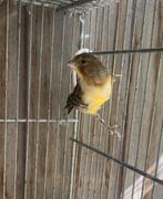 Koppel kanaries te koop, Dieren en Toebehoren, Vogels | Kanaries
