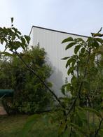 Walnoot, Tuin en Terras, Planten | Fruitbomen, Lente, Volle zon, 100 tot 250 cm, Walnotenboom
