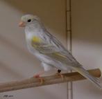 Je cherche un couple de canaris topaze mozaique jaune, Animaux & Accessoires, Oiseaux | Canaris