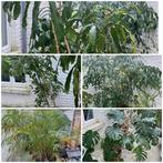 Set van 4 grote tuin/kamerplanten te koop, Ophalen of Verzenden, Ficus, 150 tot 200 cm