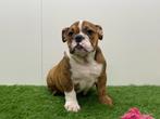 Engelse Bulldog pups