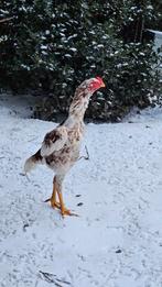 Shamo haan pile/bont, Dieren en Toebehoren, Pluimvee