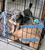 Lieve jack russell pups op boerderij geboren ouders aanwezig, Dieren en Toebehoren, België, Jack Russell Terriër, CDV (hondenziekte)