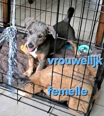 Lieve jack russell pups op boerderij geboren ouders aanwezig beschikbaar voor biedingen