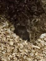 Gerbils (mannen en vrouwtjes), Dieren en Toebehoren, Overige typen, Meerdere dieren