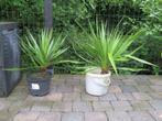 Yucca - 10 € / pièce  -  2 plantes disponibles, Plein soleil, Enlèvement, Autres espèces, Été
