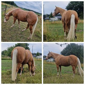 Liefste Apha paint gelding 2019, Hongre, Moins de 160 cm, Cheval western, Vermifugé