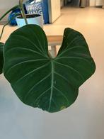 Philodendron Gloriosum, Huis en Inrichting, Kamerplanten, Ophalen