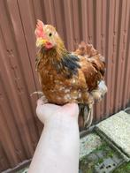 Cochin haantje, Dieren en Toebehoren, Mannelijk, Kip