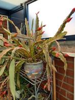 grote hangcactus met rode bloemen in stenen pot, Huis en Inrichting, Ophalen, Cactus