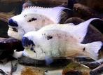 Maskaheros Vieja Argentea, Dieren en Toebehoren, Vissen | Aquariumvissen, Vis, Zoetwatervis