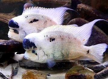 Maskaheros Vieja Argentea  beschikbaar voor biedingen