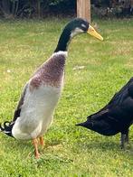 Jonge loopeend man lente 2025, Dieren en Toebehoren, Pluimvee, Mannelijk, Eend