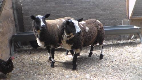 2 mooie bonte ram lammeren/dek rammen, Dieren en Toebehoren, Schapen, Geiten en Varkens, Schaap, Mannelijk