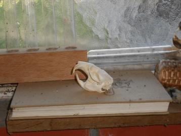 muskusratschedel beschikbaar voor biedingen