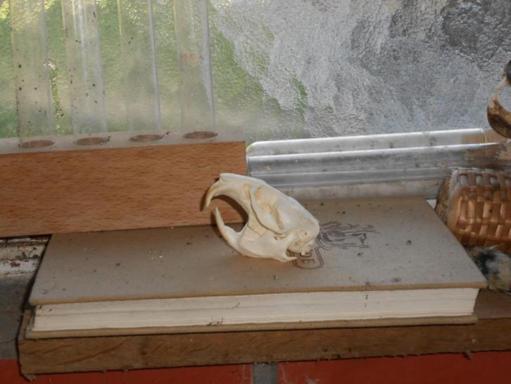 muskusratschedel, Verzamelen, Dierenverzamelingen, Zo goed als nieuw, Schedel, Wild dier, Ophalen of Verzenden