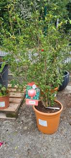 Punica Granatum - granaatappelboom, Ophalen