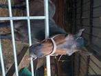 Rijpaard, Dieren en Toebehoren, Paarden, Met stamboom, Ruin, Zadelmak, 3 tot 6 jaar