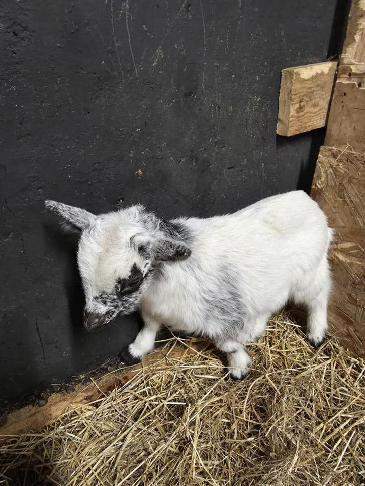 Geitje Bokje, Dieren en Toebehoren, Konijnen