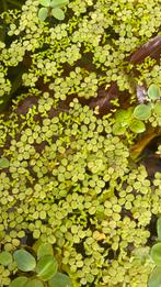 Drijfplanten aquarium, Dieren en Toebehoren, Vissen | Aquaria en Toebehoren, Ophalen, Zo goed als nieuw