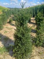 Verschillende soorten haagplanten ., Tuin en Terras, Planten | Struiken en Hagen, Ophalen, Buxus