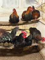 Hanen, Dieren en Toebehoren