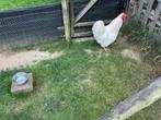 1 witte Wyandotte groothoender, Dieren en Toebehoren, Pluimvee