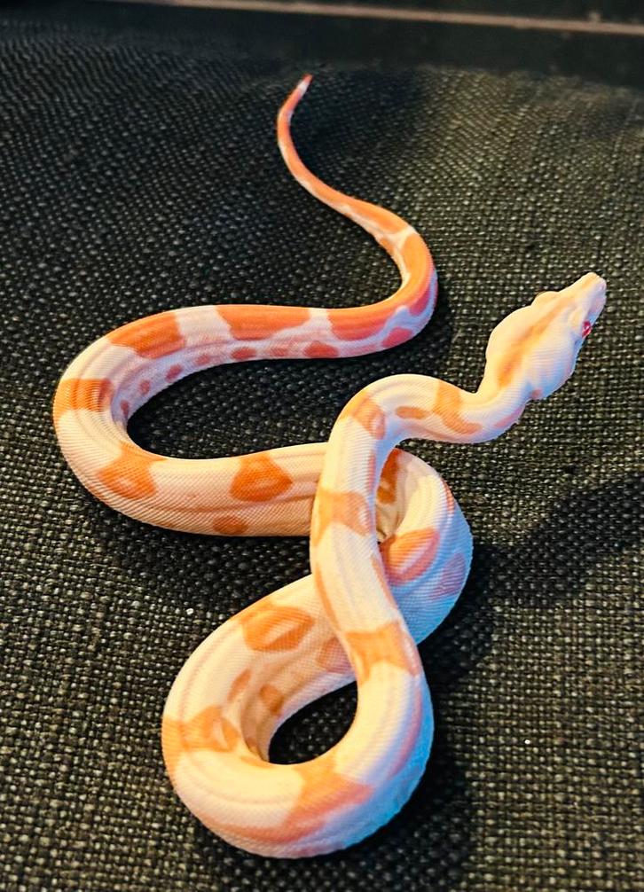 Boa constrictors vanaf €150 sunglow , motley ( kahl) alino, Dieren en Toebehoren, Reptielen en Amfibieën, Slang, 0 tot 2 jaar